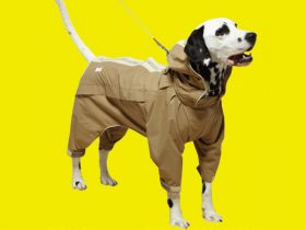 Áo thể thao cho cún 06