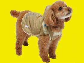 Sports coat for dogs 01